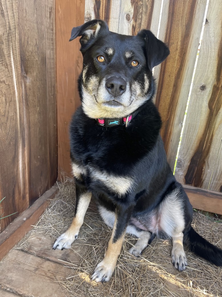 BC_SPCA's tweet image. Meet ⭐Crystal⭐.  Once she has had time to decompress she always will great you with tail wags and smiles. She is a smart girl who is eager to please. Crystal is an affectionate gal with the biggest heart of gold.
❤️Adopt Crystal: adopt.spca.bc.ca/pets/782615/
📍: #NanaimoBC #BCSPCA