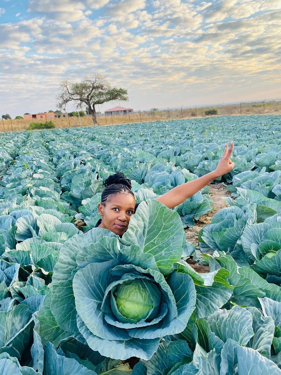 p_dusabimana's tweet photo. Do you have a passion for agriculture?

📸 : Wendy Moshakgs https://t.co/C77x6Ultq6