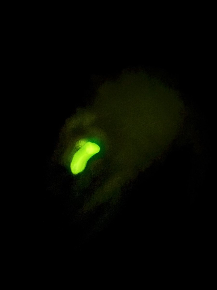 We were very excited to find a small number of glow worms on our final night of the field course. 

My camera wasn’t quite up to the challenge. I tried both with and without the flash. You get the idea! 

📍 Devon, UK