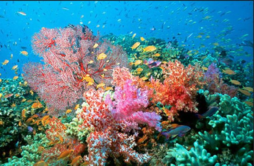 #HaikuSaturday

World Coral Reef Day
Coral Reefs protect the beach
The sea’s Rainforest

Short Form
Coral Reef
Protects beach
Sea’s Rainforest