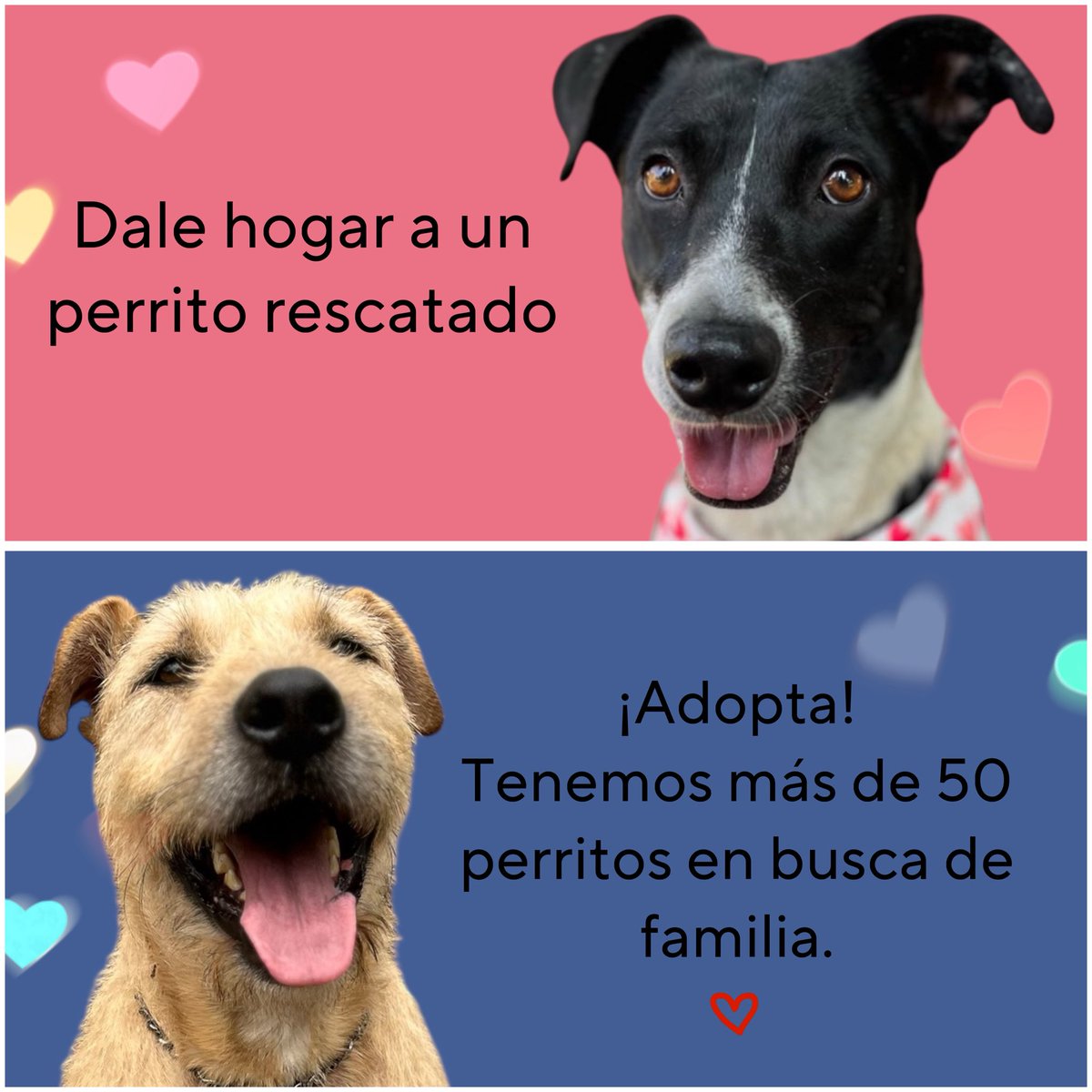 𝙷𝚎𝚕𝚊 𝙼𝚘𝚛𝚎 🐶 (@hela_more) on Twitter photo Adopta a uno de nuestros perritos rescatados.🥹
Estamos en CDMX. Adopta a uno de nuestros perritos rescatados.🥹
Estamos en CDMX.