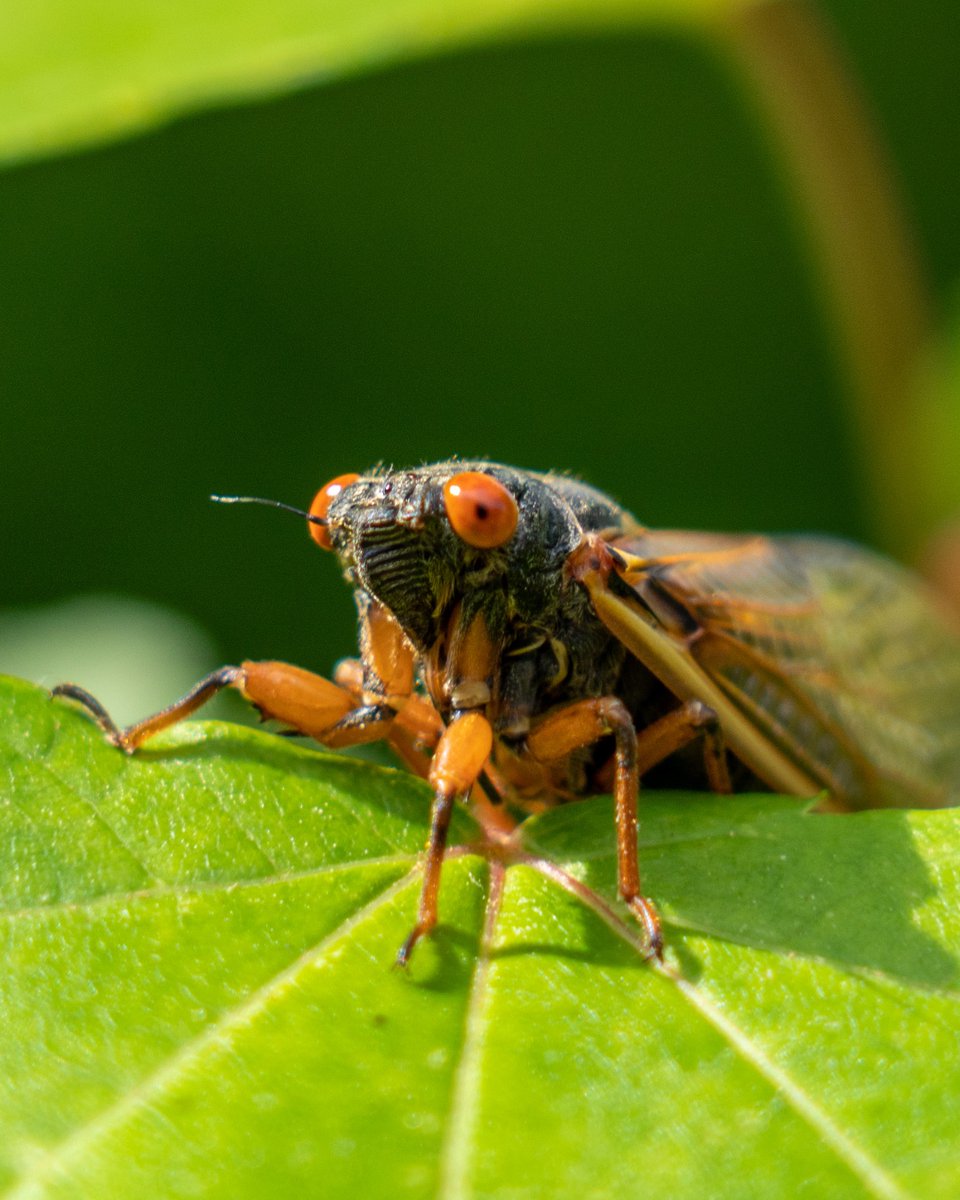 They're back! After 17 years, the Brood XIV cicadas are emerging and making a buzz.