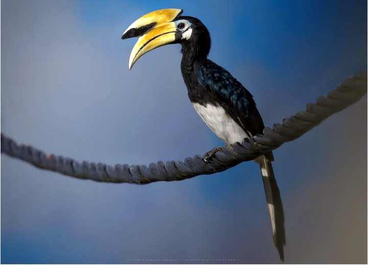 Form meets function 🪶🔍: Oriental pied hornbill (Anthracoceros albirostris) flaunts its prominent casque — used in vocal amplification and social signaling🧠🌏. Photo: Alan Jefry. #Borneo #Biodiversity #Wildlife #Birds #Birding #WildlifePhotography #NaturePhotography