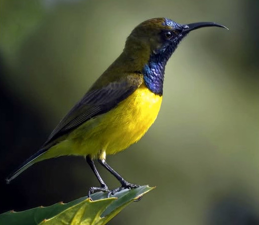 Dressed to impress 💛✨: The ornate sunbird (Cinnyris ornatus) shows off its iridescent throat patch like it's headed to a tropical gala. Small body, big fashion sense💃🌺. Photo: Alan Jefry. #Borneo #Biodiversity #Wildlife #Birds #Birding #WildlifePhotography #NaturePhotography