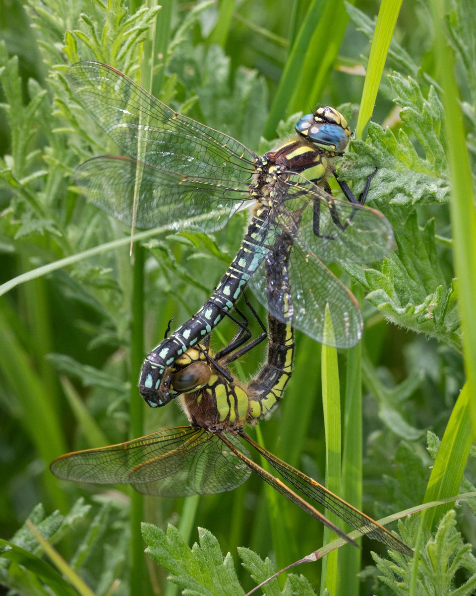Love is in the air... and the grass for this stunning pair of Hairy dragonflies 🐉✨

#dragonfly #nature #wildlife #SaturdayVibes #insects #NatureLovers #NatureBeauty #wildlifephotography