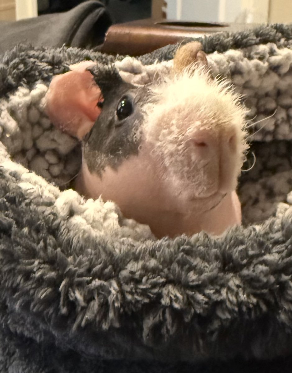 Big <a href="/DeFiKingdoms/">DeFi Kingdoms 🔺🌿</a> tourneys lined up today from the Gold Rush to the community-hosted Kong Classic™️!

I’ll be streaming the Kong Classic alongside my friend and <a href="/MythicSquadDFK/">Mythic Squad 🔺️</a> guild mate, <a href="/CryptoKong11/">Kong 🦍👑</a> at 3:00 Pacific time!

Here’s a picture of my guinea pig, LOOK HOW EXCITED HE