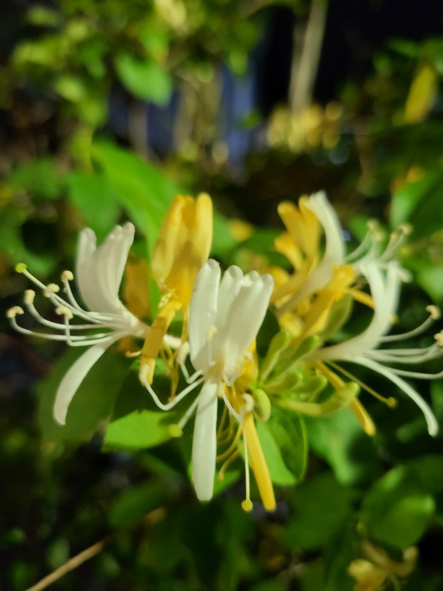달콤한 꽃 향기가 
밤공기를 가득 매우고~~
조용한 밤이 매력적이네요^^