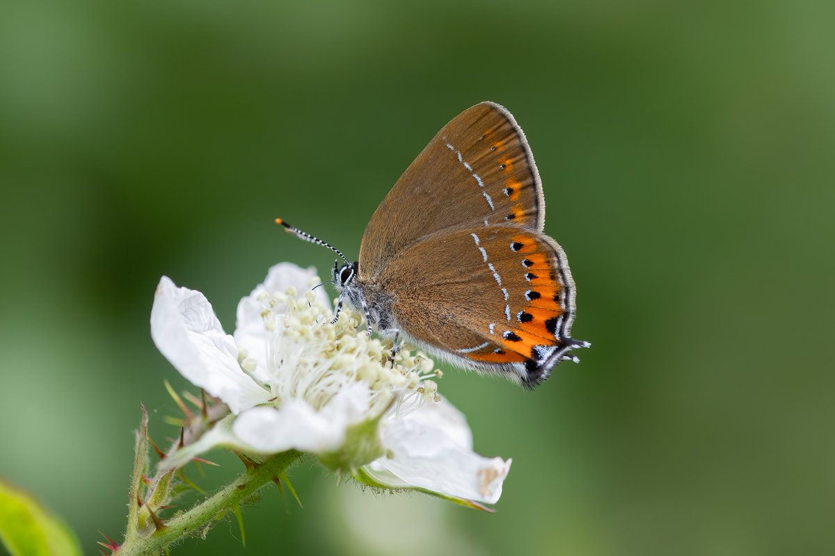 dave_b_james's tweet image. A Black Hairstreak in Salcey Forest this afternoon, what a stunning butterfly!