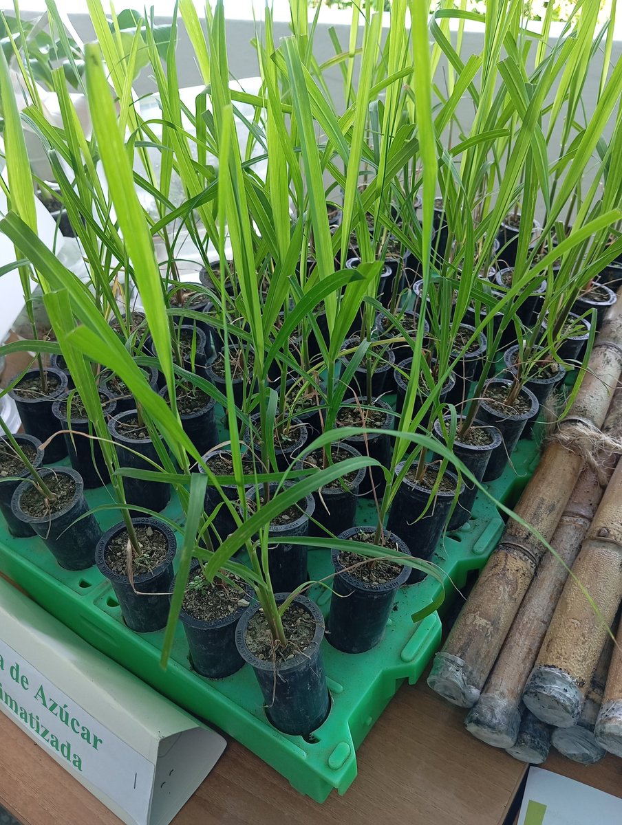 Con la presencia del vice primer ministro Jorge Luis Tapia Fonseca se concluye el taller de agroecología , magníficas propuestas se realizaron para continuar produciendo en las condiciones actuales.
<a href="/UlisesGuilarte/">Ulises Guilarte de Nacimiento</a> 
<a href="/JulioAndrsGrac1/">Julio A. García Pérez🇨🇺</a> 
#PorCubaJuntosCreamos