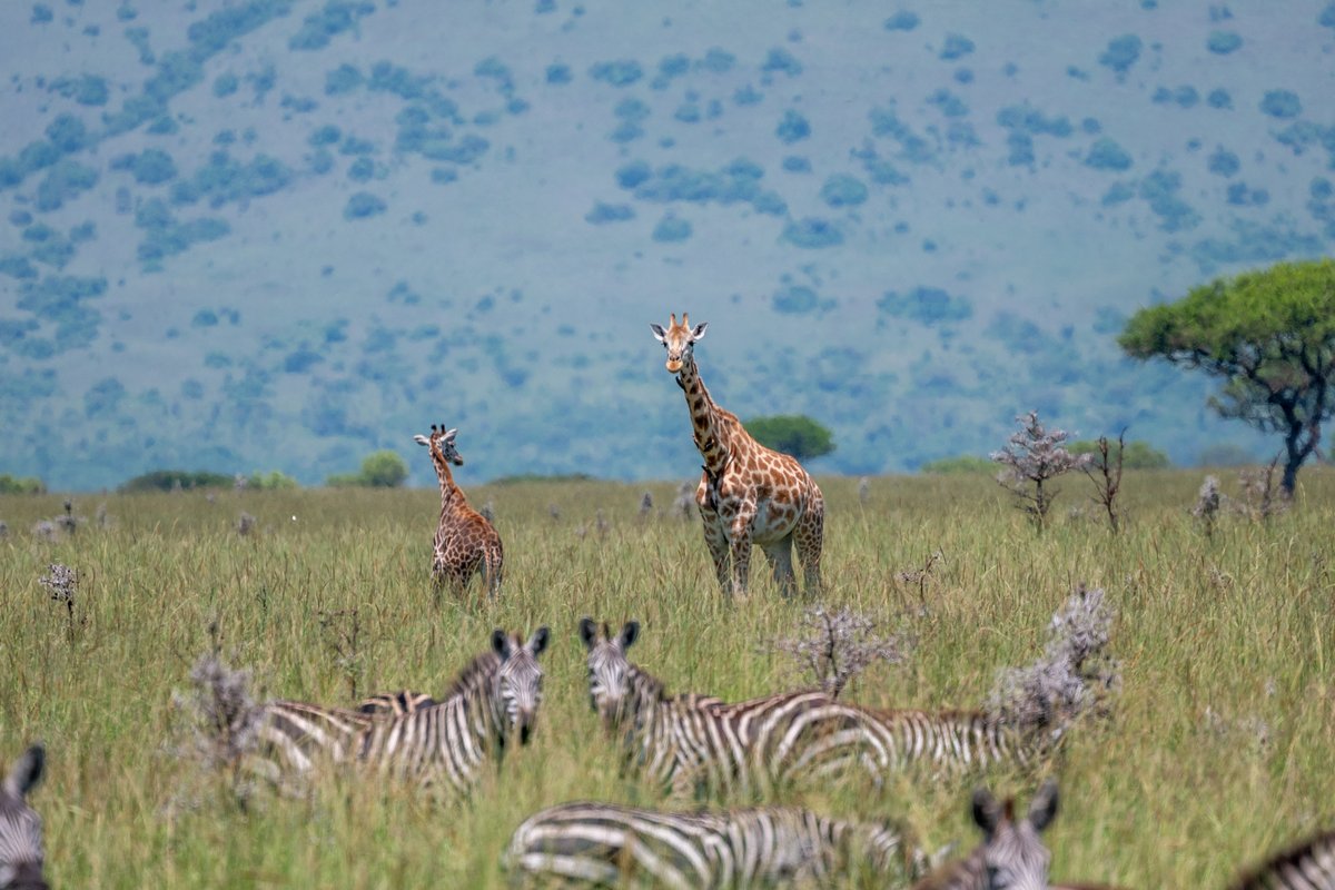 Kenya Wildlife Service (@kwskenya) on Twitter photo ๐๐ข๐ฌ๐๐จ๐ฏ๐๐ซ ๐ญ๐ก๐ ๐๐ง๐ญ๐๐ฆ๐๐ ๐๐๐๐ฎ๐ญ๐ฒ ๐จ๐ ๐๐ฎ๐ฆ๐ ๐๐๐ญ๐ข๐จ๐ง๐๐ฅ ๐๐๐ซ๐ค
The Magharibi Trails โ 2nd Edition, part of the Magical Kenya Trail Series, lands in Ruma National Park, Homa Bay County โ a hidden gem of Western Kenya.
Home to the endangered roan ๐๐ข๐ฌ๐๐จ๐ฏ๐๐ซ ๐ญ๐ก๐ ๐๐ง๐ญ๐๐ฆ๐๐ ๐๐๐๐ฎ๐ญ๐ฒ ๐จ๐ ๐๐ฎ๐ฆ๐ ๐๐๐ญ๐ข๐จ๐ง๐๐ฅ ๐๐๐ซ๐ค
The Magharibi Trails โ 2nd Edition, part of the Magical Kenya Trail Series, lands in Ruma National Park, Homa Bay County โ a hidden gem of Western Kenya.
Home to the endangered roan