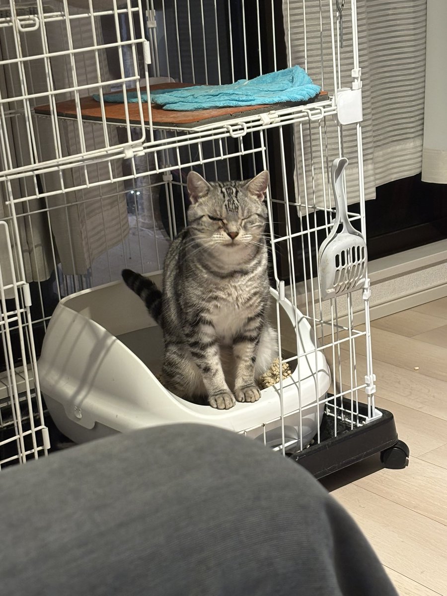 nakanoD66's tweet photo. #猫のうんこ顔選手権 https://t.co/bNpRDOl6oo