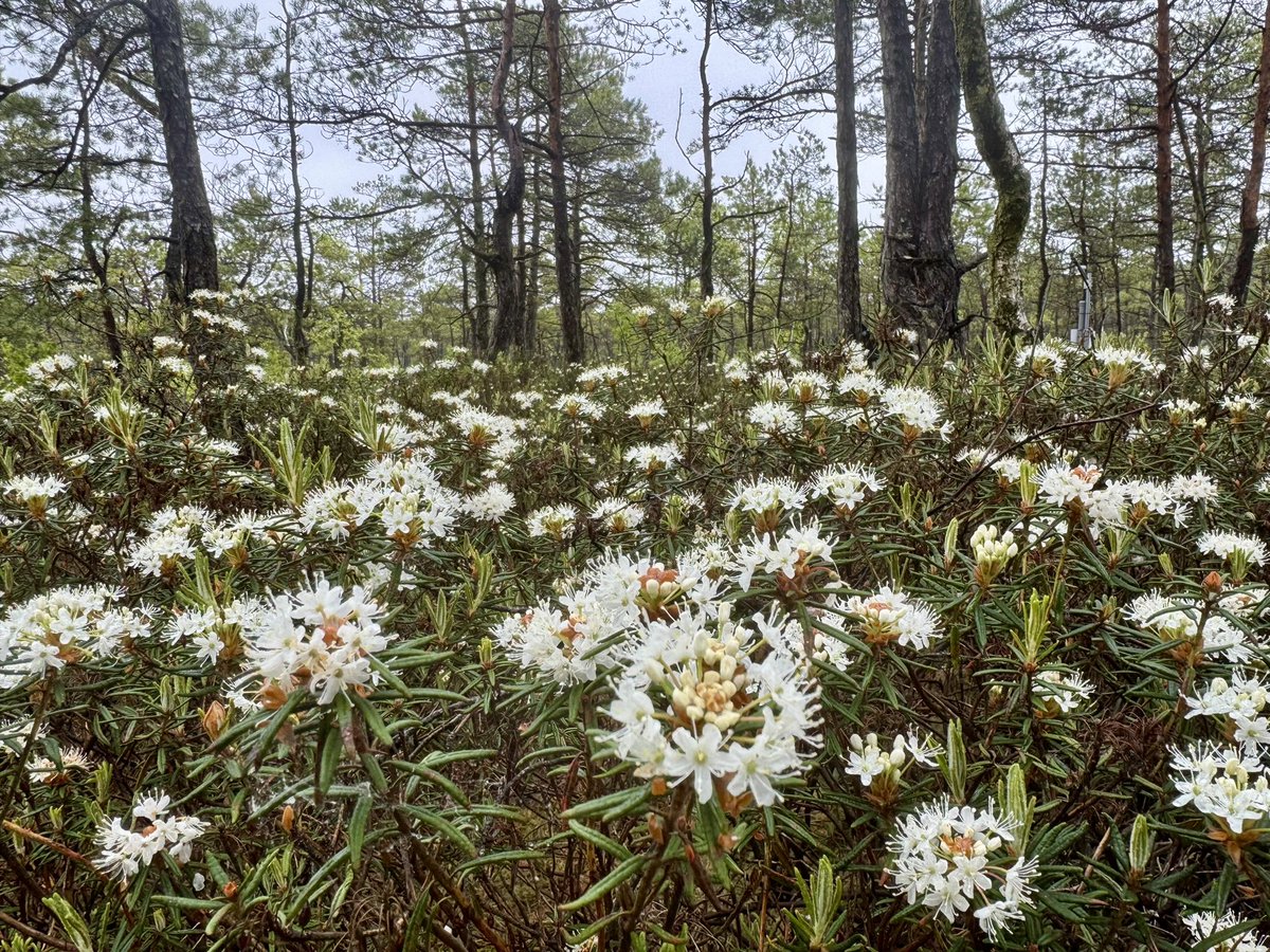 MIRECLIM project tweet media