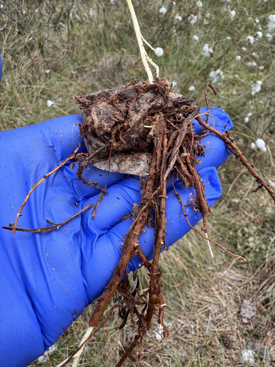 MIRECLIM project tweet media