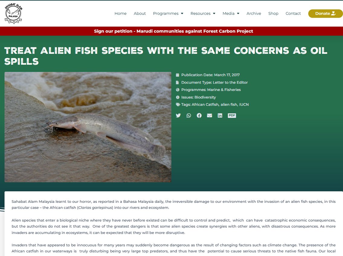 Pertama sekali, spesies ikan Keli Afrika ialah spesies invasif &amp; antara yang PALING berbahaya di Malaysia. Ikan ni tahan lasak &amp; boleh gugat ekosistem tempatan. Ironinya, MARDI sendiri patut tahu, ramai pakar.

Kredit: foe-malaysia.org/articles/treat…