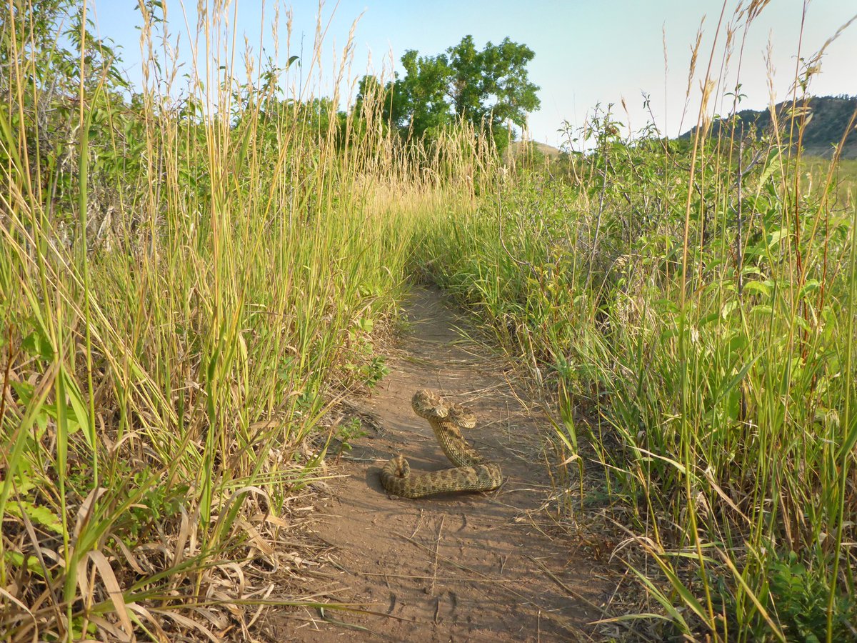 🐍 As hotter days approach, rattlesnakes become more active in Westminster. Most encounters with rattlesnakes happen in the summer months, and they do call some of our open spaces, trails, and parks home. 

Learn more about coexisting with rattlesnakes at: bit.ly/3YUuRlT
