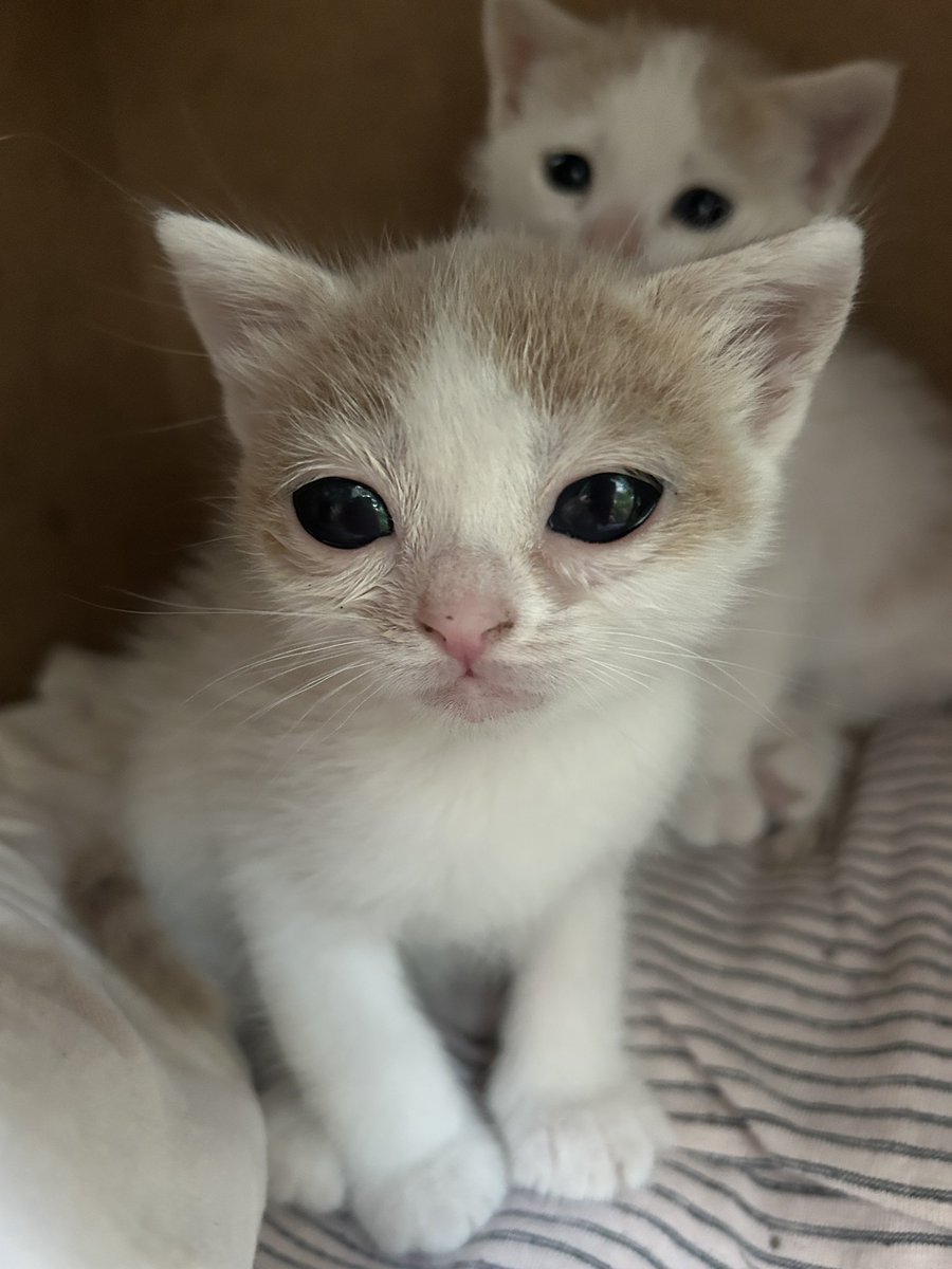 miminimikii's tweet photo. Yuva İlanı🏡
görme kaybı var. glokom tedavisi sürüyor. biraz daha büyüdükten sonra yuvalandırmak istiyorum. sokakta bu halde yaşayamaz. 3 haftalık 🐱
📍istanbul
 #engellicanlaraoncelik #yuva https://t.co/sf3I2yCOke