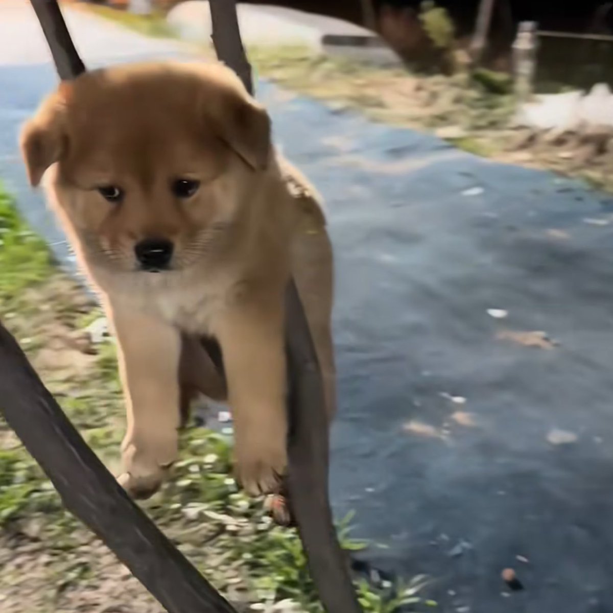 takemybear 🐶 tweet media