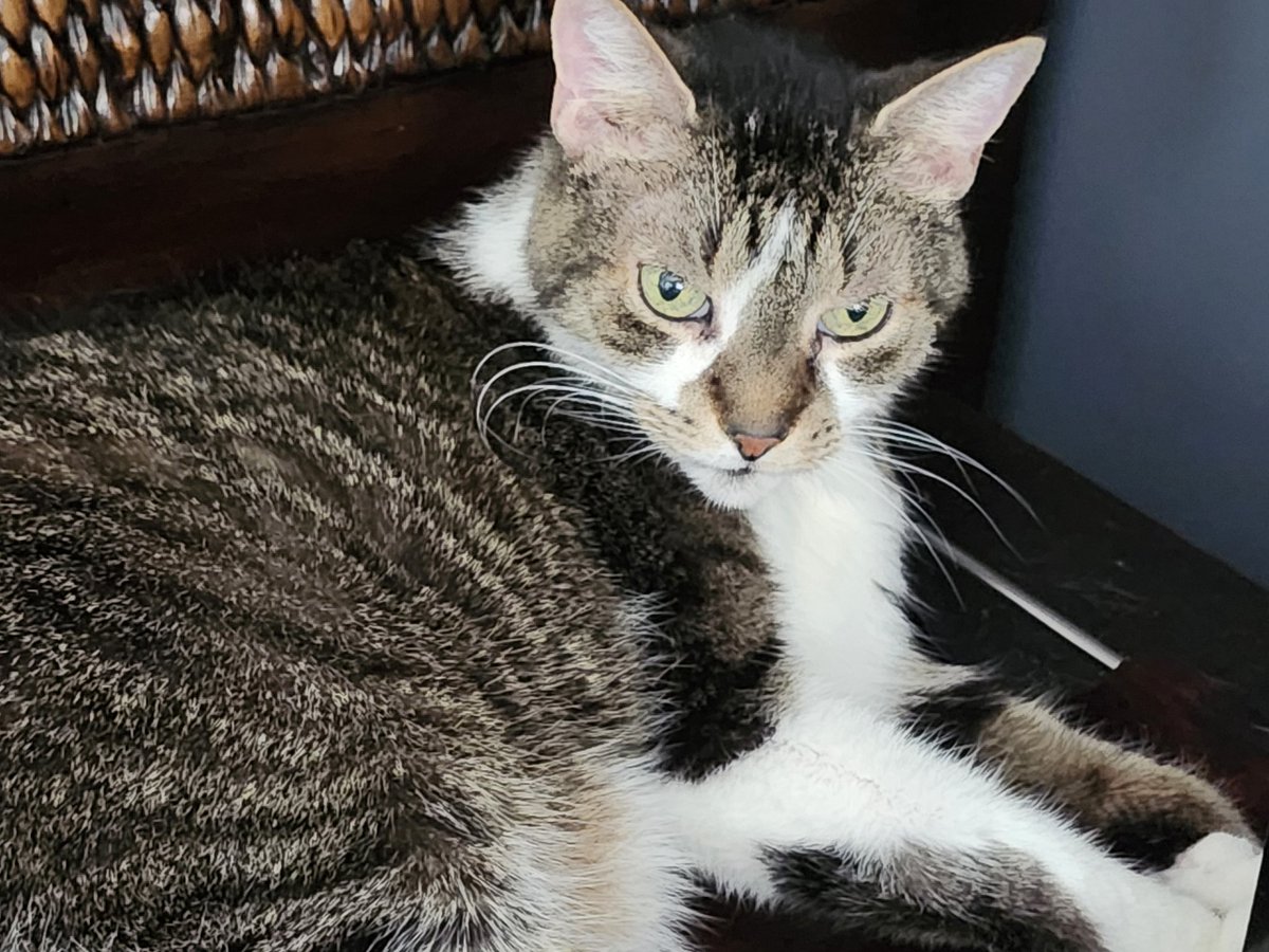 MIMI THE TABBY😺 (@creative54) on Twitter photo Welcome to #Caturday Pals! Have a catastic day #CatsOfTwitter <a href="/2PlymouthCats/">Oliver & Wellie (Bertie Wooster💙🌈Chloé🧡🌈)</a> <a href="/catsrule0/">Marie Choo Choo, married to Chalky</a> <a href="/REDSJEWELS1/">RED'S JEWELS</a> <a href="/OdieOrville/">THE Odie Bob Orville 😺</a> <a href="/tiggy_deni35304/">Tiggy & Denise(Mum)</a> <a href="/catthesam/">Sam the Cat</a> <a href="/SqueakynB/">SqueakynBB</a> <a href="/SilbyGrayCat/">Silby GrayCat</a> <a href="/FartyCheddarCat/">Cheddar</a> <a href="/Fuxinchen/">Moudi</a> <a href="/TheHardyBoyCats/">Frank And Joe 🌻</a> <a href="/Chapy_cat/">Chapy & Panthiras</a> <a href="/Andrea56822453/">🌸🐈Skippy🐈Kevy🐈Badger🐈Sunny🐈Basil🌸</a> <a href="/TomKattman/">Tom Kattman</a> 😸😸😸😸😸😸😻😻😻😻😻😻 Welcome to #Caturday Pals! Have a catastic day #CatsOfTwitter <a href="/2PlymouthCats/">Oliver & Wellie (Bertie Wooster💙🌈Chloé🧡🌈)</a> <a href="/catsrule0/">Marie Choo Choo, married to Chalky</a> <a href="/REDSJEWELS1/">RED'S JEWELS</a> <a href="/OdieOrville/">THE Odie Bob Orville 😺</a> <a href="/tiggy_deni35304/">Tiggy & Denise(Mum)</a> <a href="/catthesam/">Sam the Cat</a> <a href="/SqueakynB/">SqueakynBB</a> <a href="/SilbyGrayCat/">Silby GrayCat</a> <a href="/FartyCheddarCat/">Cheddar</a> <a href="/Fuxinchen/">Moudi</a> <a href="/TheHardyBoyCats/">Frank And Joe 🌻</a> <a href="/Chapy_cat/">Chapy & Panthiras</a> <a href="/Andrea56822453/">🌸🐈Skippy🐈Kevy🐈Badger🐈Sunny🐈Basil🌸</a> <a href="/TomKattman/">Tom Kattman</a> 😸😸😸😸😸😸😻😻😻😻😻😻