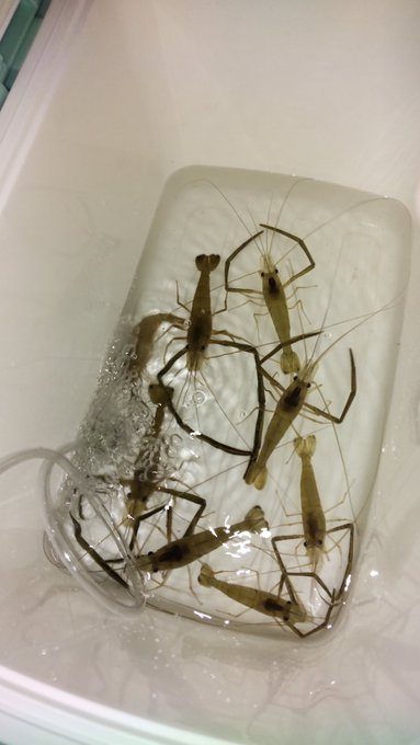 はさみ怖かったじょ…… 