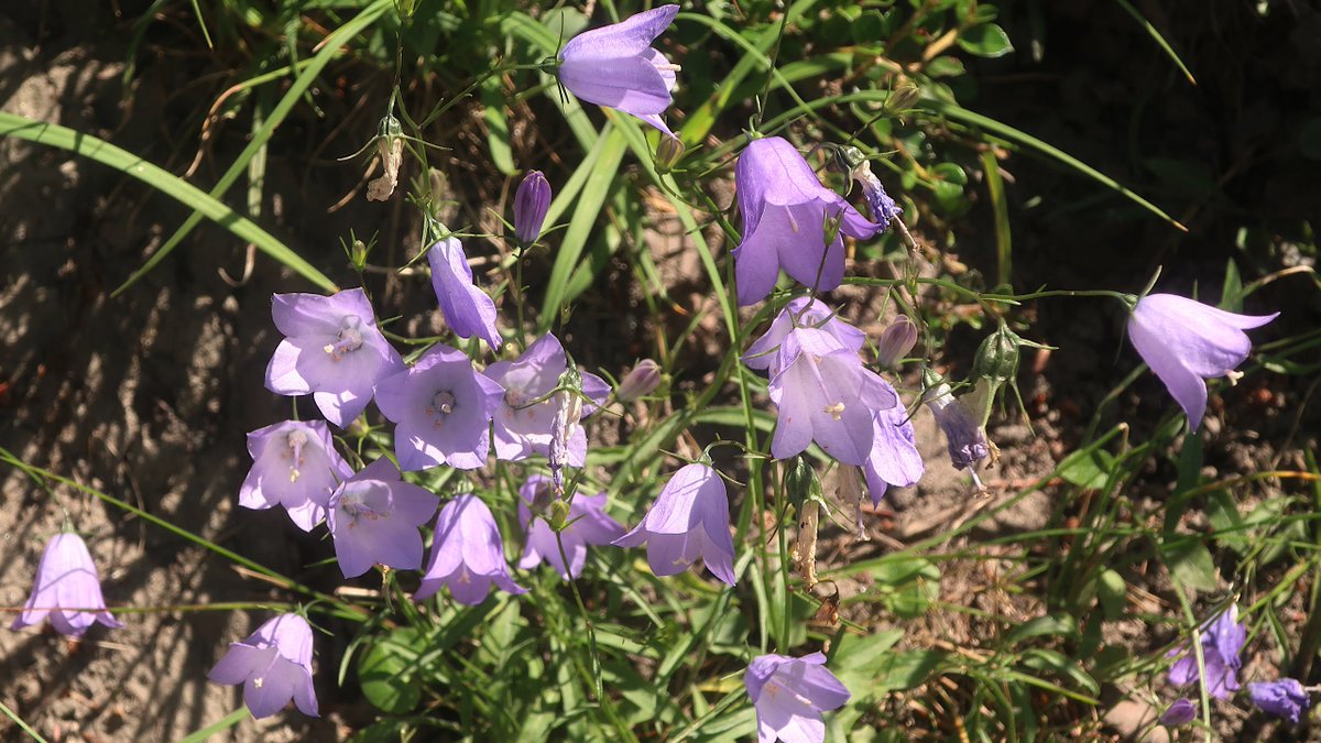 Ein paar schöne Blumen: Gänseblümchen, Flockenblume, Sonnenblume und Glockenblumen