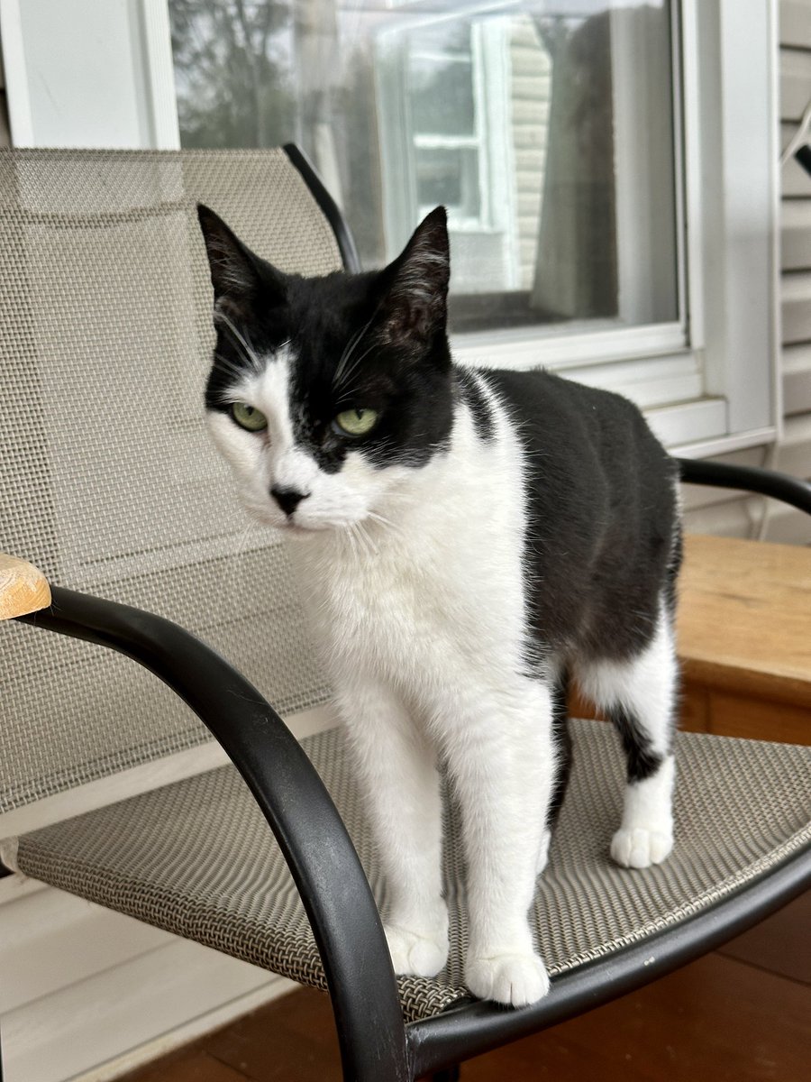 At 18 yrs &amp; 1 mo BB has tied with the late Digi for the oldest cat the staff has ever had and still plugging away.