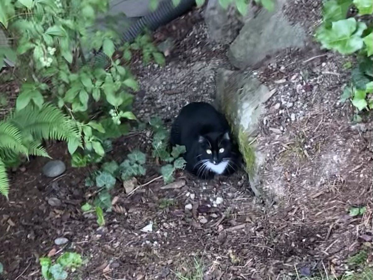 Met a new friend.  Happy Caturday!