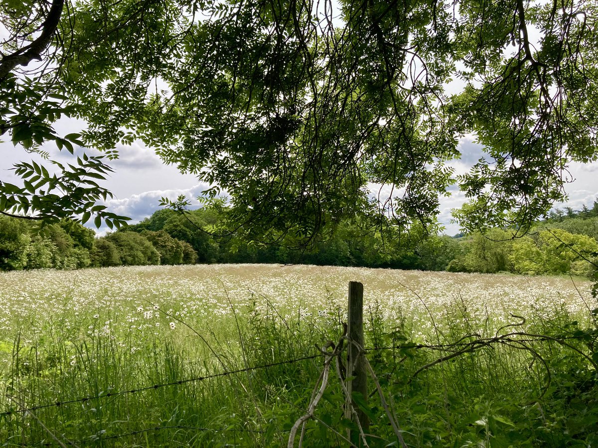 ben89661370's tweet image. I found a field full of daisies so had to take pictures from every angle