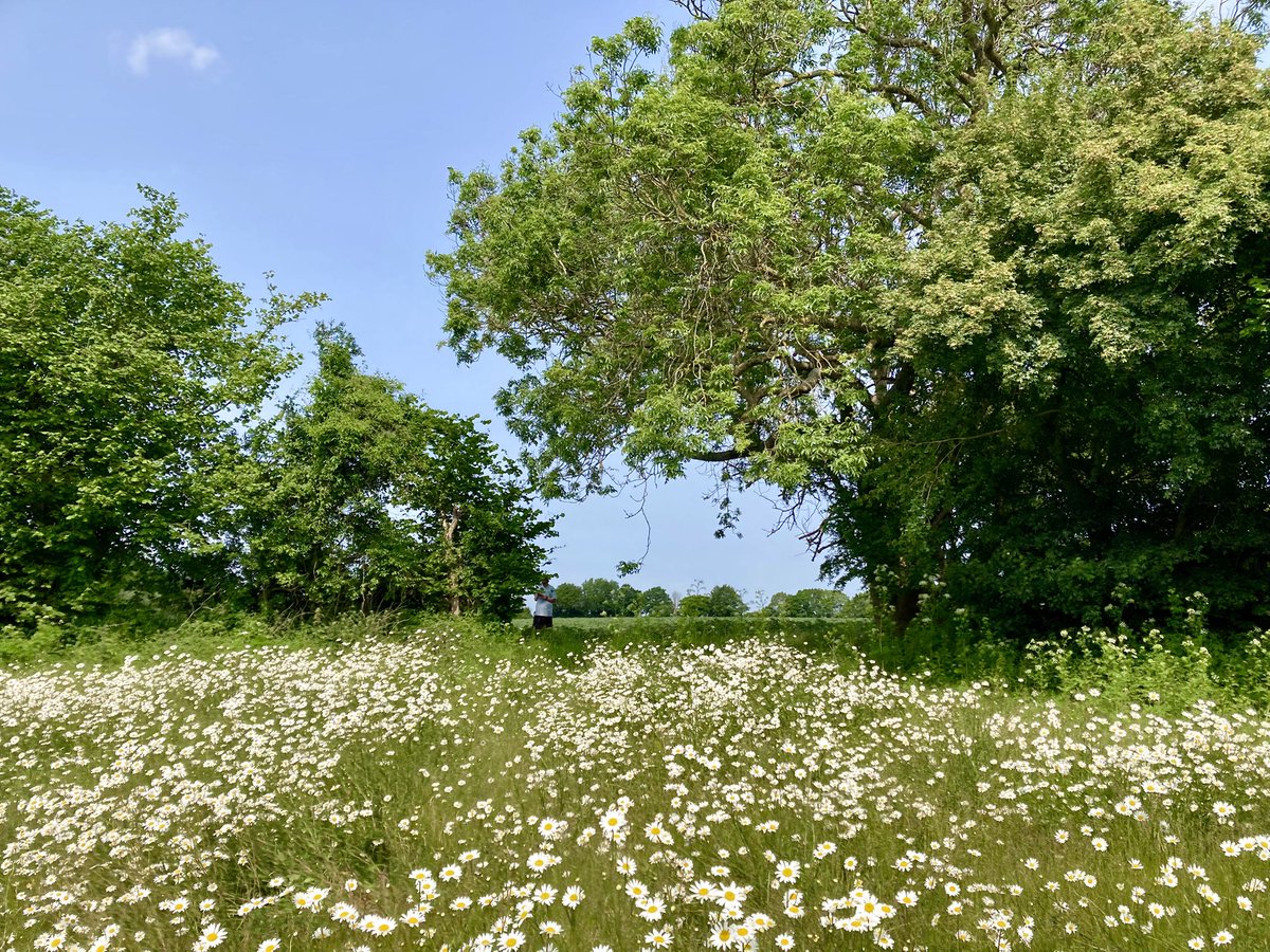 ben89661370's tweet image. I found a field full of daisies so had to take pictures from every angle