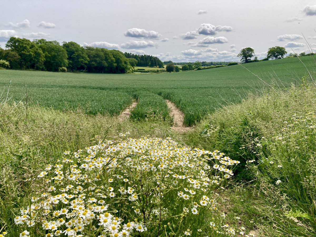 ben89661370's tweet image. The rest of my walk was also kinda nice