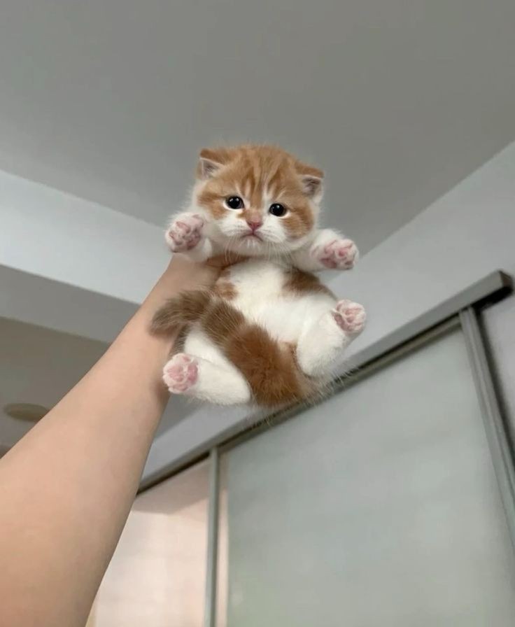 nocontextscats's tweet photo. smol n chonk https://t.co/NxBJ2V8ZnY