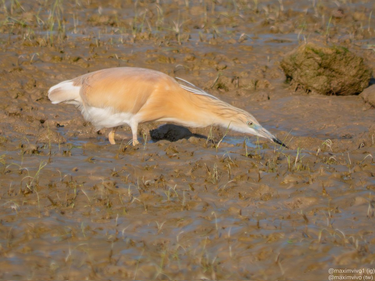 MaximVivo's tweet photo. Amb l'arrós encara eixint és la millor època per vore els orovals. Este estava buscant-se el berenar entre el fang.
#oroval #martinetroscomu #garcillacangrejera #Ardeolaralloides #birdwatching #BirdPhotogaphy #albuferadevalencia #sueca #Squaccoheron https://t.co/6mNxQwKzh6