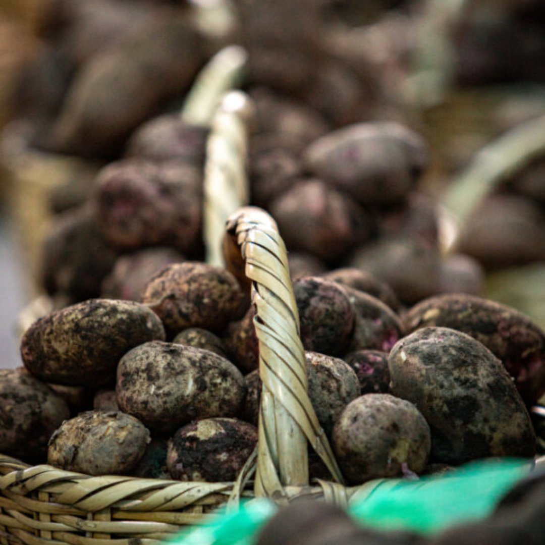 PlantTreaty (@planttreaty) on Twitter photo 📖Read Plant Treaty Secretary, <a href="/kentnnadozie/">Kent Nnadozie</a>'s take on why this crop matters for global #FoodSecurity.
EN 👉🏾 bit.ly/43DyGO2
AR 👉 bit.ly/3StlNkw
FR 👉🏿 bit.ly/3T6aD5b
ES 👉🏼 bit.ly/3Hj7oop
<a href="/FAOnews/">FAO Newsroom</a> <a href="/FAOPERU/">FAO Perú</a> <a href="/Cipotato/">International Potato Center</a> 📖Read Plant Treaty Secretary, <a href="/kentnnadozie/">Kent Nnadozie</a>'s take on why this crop matters for global #FoodSecurity.
EN 👉🏾 bit.ly/43DyGO2
AR 👉 bit.ly/3StlNkw
FR 👉🏿 bit.ly/3T6aD5b
ES 👉🏼 bit.ly/3Hj7oop
<a href="/FAOnews/">FAO Newsroom</a> <a href="/FAOPERU/">FAO Perú</a> <a href="/Cipotato/">International Potato Center</a>