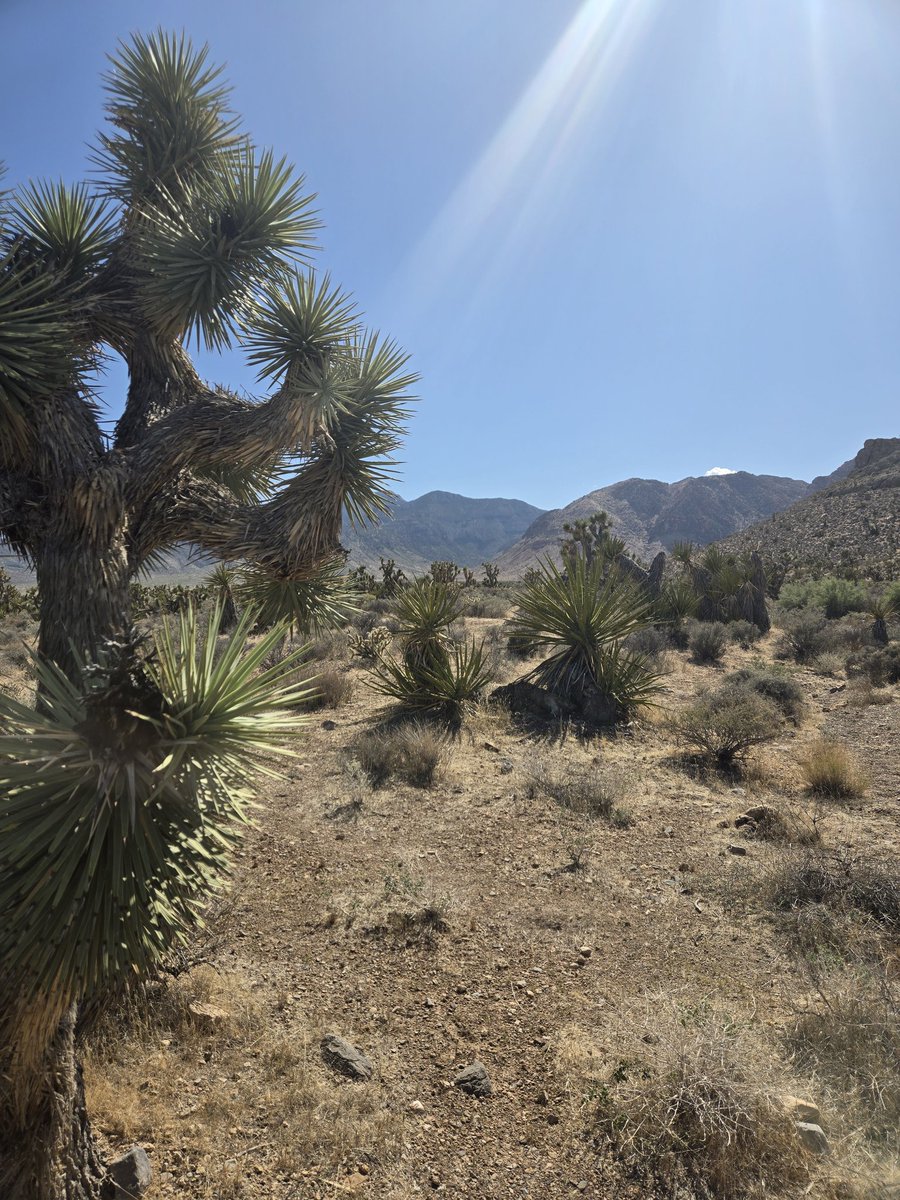 Kevin Estela (@estelawilded) on Twitter photo The desert is hot.
Hydration matters and so does shade. Temps were triple digit but we powered through. Recorded some good content for the Jason The Butcher show. Also had a great time with Cody and the crew from <a href="/VangComp/">Vang Comp Systems | Tactical Shotguns Since 1990</a>
Las Vegas, it was fun. Thank you. #cactus #nevada The desert is hot.
Hydration matters and so does shade. Temps were triple digit but we powered through. Recorded some good content for the Jason The Butcher show. Also had a great time with Cody and the crew from <a href="/VangComp/">Vang Comp Systems | Tactical Shotguns Since 1990</a>
Las Vegas, it was fun. Thank you. #cactus #nevada