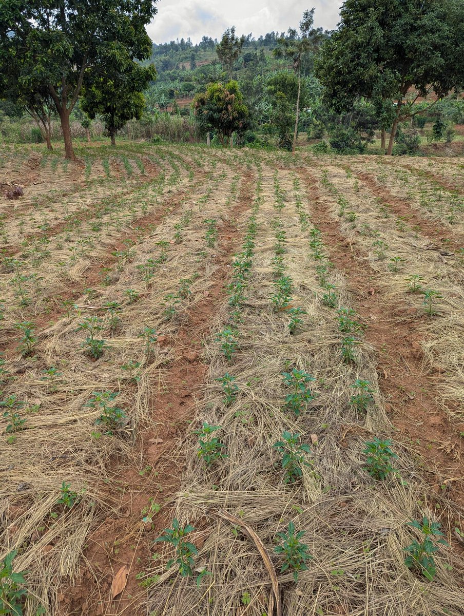 Mulching is key in conservation agriculture! 🌱 It reduces soil erosion, retains moisture, suppresses weeds &amp; boosts soil health. By covering the soil, we protect it—ensuring sustainability, better yields &amp; resilience to climate change. #ConservationAgriculture