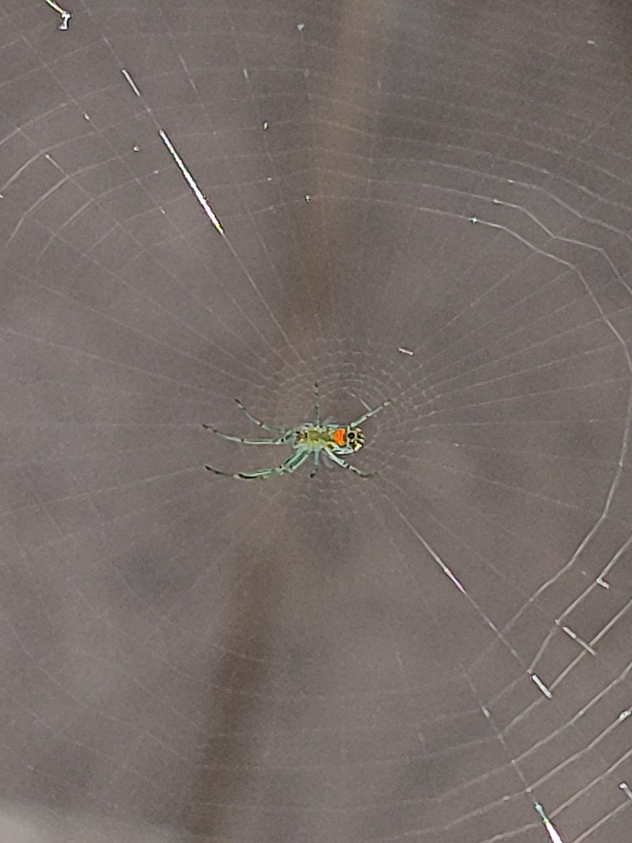 cgeyne's tweet photo. @Arachno_Cosas hola, encontré a esta ranita en mi terraza https://t.co/TYr1YpFvvN