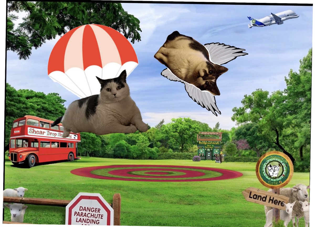 <a href="/Hedgewatchers/">Hedgewatch</a> <a href="/JudithandTinks/">Judith longden</a> Alfie: "See lady Kit Kat? You're doing it! 😻❤️😻❤️"
Kit Kat: "Wheee! Oh my, I'm having ever so much fun! 😻❤️"
Alfie: "Yay!!! 😻❤️🙏".
#HWCafe