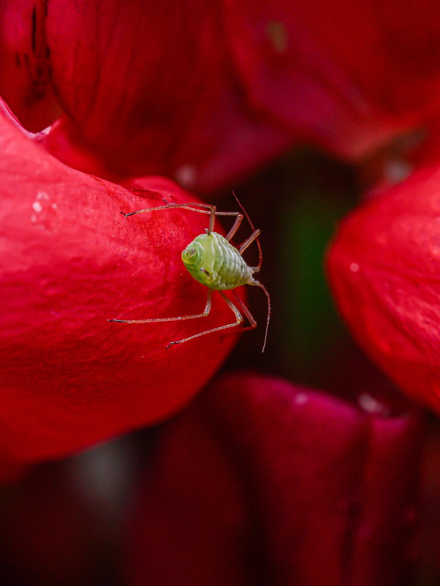 Aphid on a lupin #Togtweeter #ThePhotoHour #snapyourworld #insects #flies #pollinators #flowers #plants #macro #NaturePhotography #macrophotography