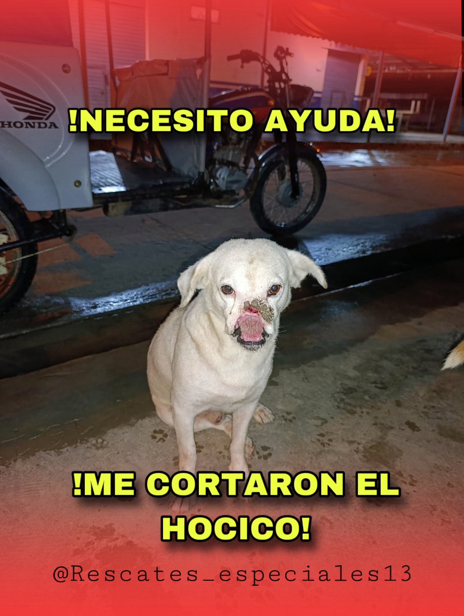 ResEspeciales's tweet photo. AYÚDENNOS A AYUDARLO 💔

A este chiquitín que estando en condición de calle, según después de un accidente con una moto que le rompió su hocico, un habitante del sector decidió terminarle de cortar el hocico que había sido desprendido en el accidente 💔 https://t.co/W7xoQpHblf