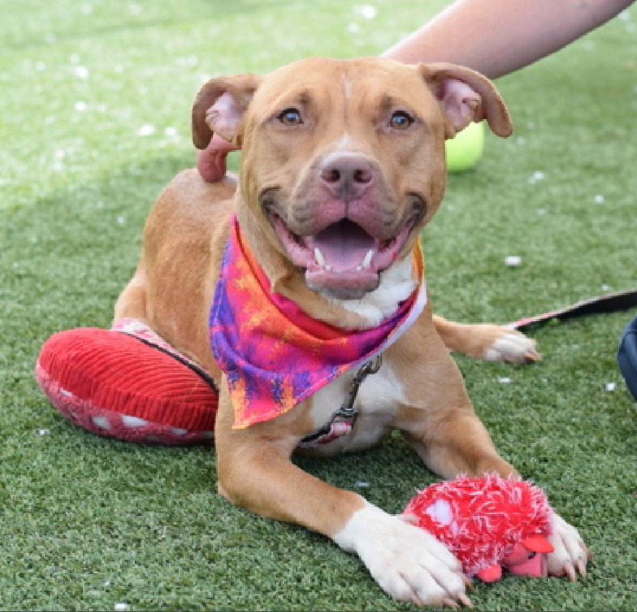 NMBewitched's tweet photo. #saturdaymorning 
#AdoptionisaPassion 

Going thru https://t.co/yt48OXI56g 
Who pops up
Runa🌺🥰
Once #RescueOnly now #Adoptable 

Look for a soft landing w/ a place to chew her toys &amp; chill
#AdoptMe https://t.co/S7nuK2MFxF