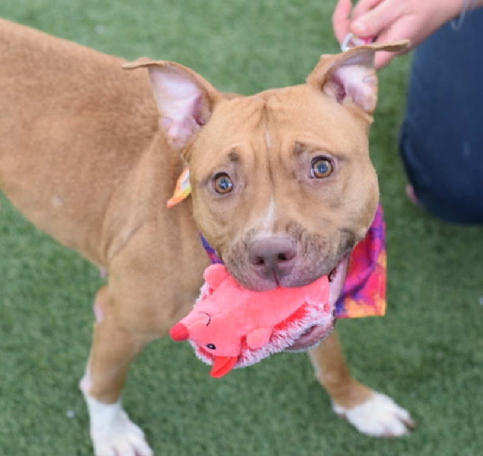 NMBewitched's tweet photo. #saturdaymorning 
#AdoptionisaPassion 

Going thru https://t.co/yt48OXI56g 
Who pops up
Runa🌺🥰
Once #RescueOnly now #Adoptable 

Look for a soft landing w/ a place to chew her toys &amp; chill
#AdoptMe https://t.co/S7nuK2MFxF