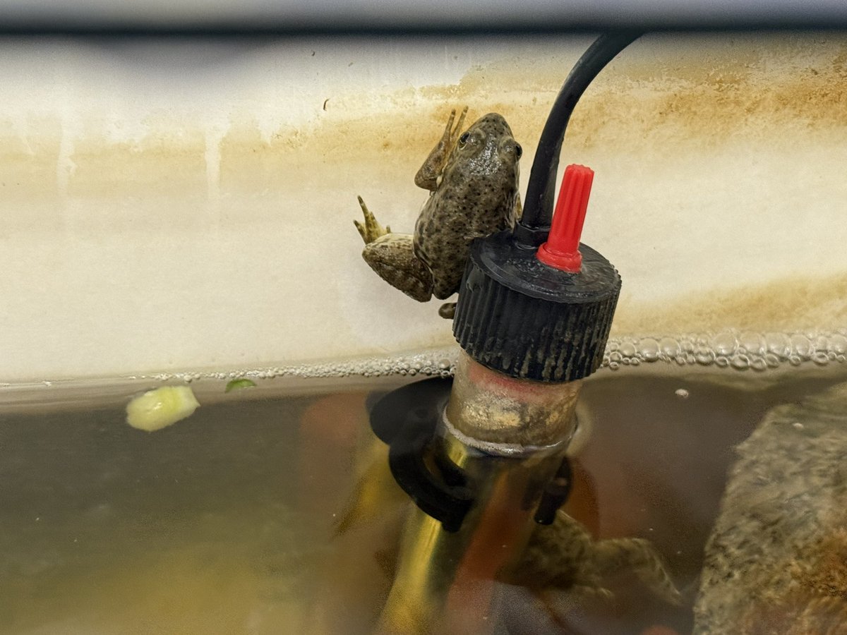 We have frogs in first grade and are so excited 🐸💚 <a href="/HarrisonHawks90/">HarrisonHawks90</a> <a href="/DoctorGemellaro/">Dorian Gemellaro</a>