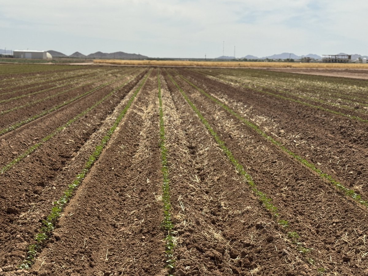 DebankurSanyal's tweet photo. Both our #covercrop and #biofertilizer trials are up. Like previous year, we have an excellent germination. We hope that our soil management approaches alleviate heat stress, and help us produce #SustainableCotton

#UASoilHealthResearchExtension
#HealthyDesertSoilInitiative https://t.co/oXjg5M5zT5