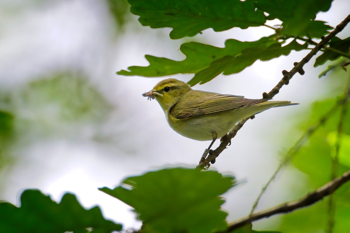 martin price (@smart0406) on Twitter photo Singing Blackcap and a Wood Warbler in the #ForestofDean this week #birds #GlosBirds #BirdsSeenIn2025 Singing Blackcap and a Wood Warbler in the #ForestofDean this week #birds #GlosBirds #BirdsSeenIn2025