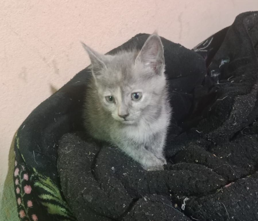 Gatita de 2 meses y medio en adopción responsable. Si deseas darle un hogar para siempre, comunícate al +56964117493. Favor RT!
#Quintero
