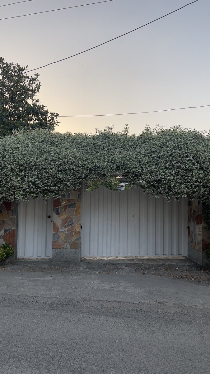 .
همسایه مون قشنگترین سردَر دنیا رو داره 
شبا هم انگار یه شیشه عطر توو کوچه خالی کردی …