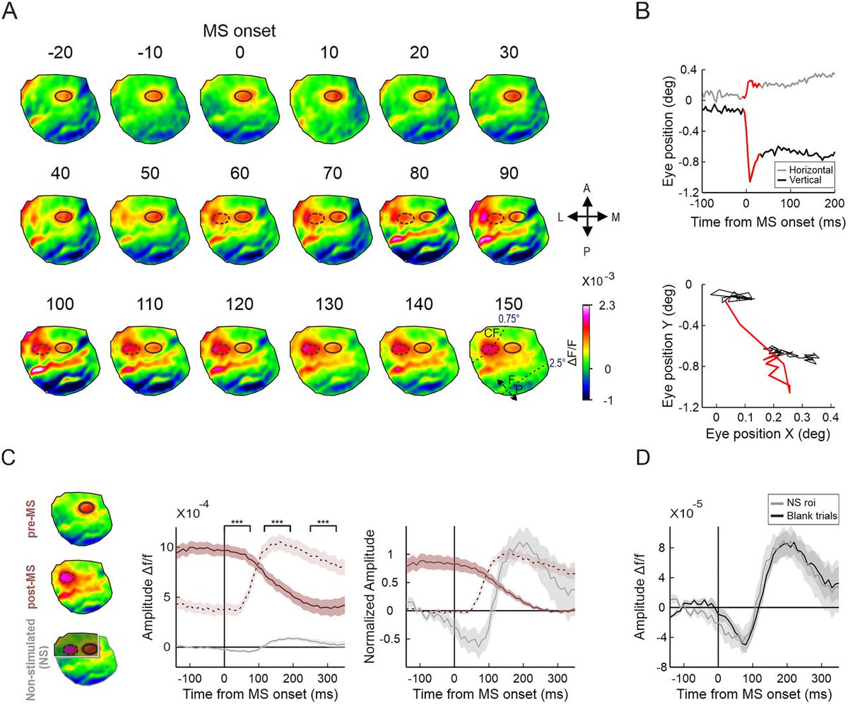 SfN Journals (@sfnjournals) on Twitter photo #JNeurosci: Results from <a href="/NativYarden/">yarden nativ</a>, Bouhnik, and <a href="/HamutalSlovin/">Hamutal Slovin</a> support the existence of an extra-retinal signal in the primary visual cortex that may help maintain visual stability in monkeys.
vist.ly/3n5q8ni #JNeurosci: Results from <a href="/NativYarden/">yarden nativ</a>, Bouhnik, and <a href="/HamutalSlovin/">Hamutal Slovin</a> support the existence of an extra-retinal signal in the primary visual cortex that may help maintain visual stability in monkeys.
vist.ly/3n5q8ni