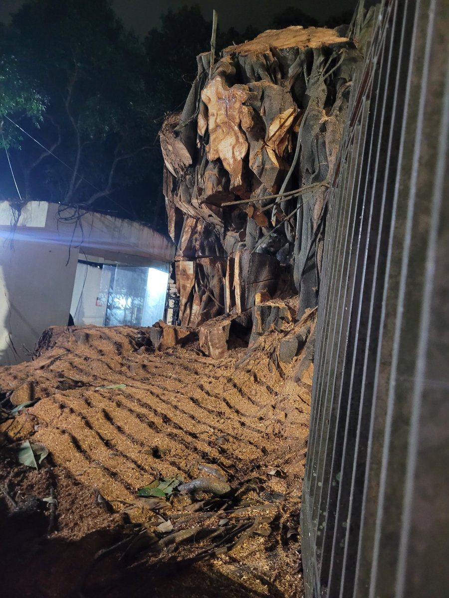 marcio4400's tweet photo. No meio das minhas andanças a trabalho me deparo com uma antes majestosa árvore cortada, no local um evento sendo conduzido e várias pessoas entrando felizes da vida, mas o que me chamou atenção foi de cortar o coração, um pobre gambá agarrado alí sem acreditar que ficou sem casa https://t.co/k1sR651yLj