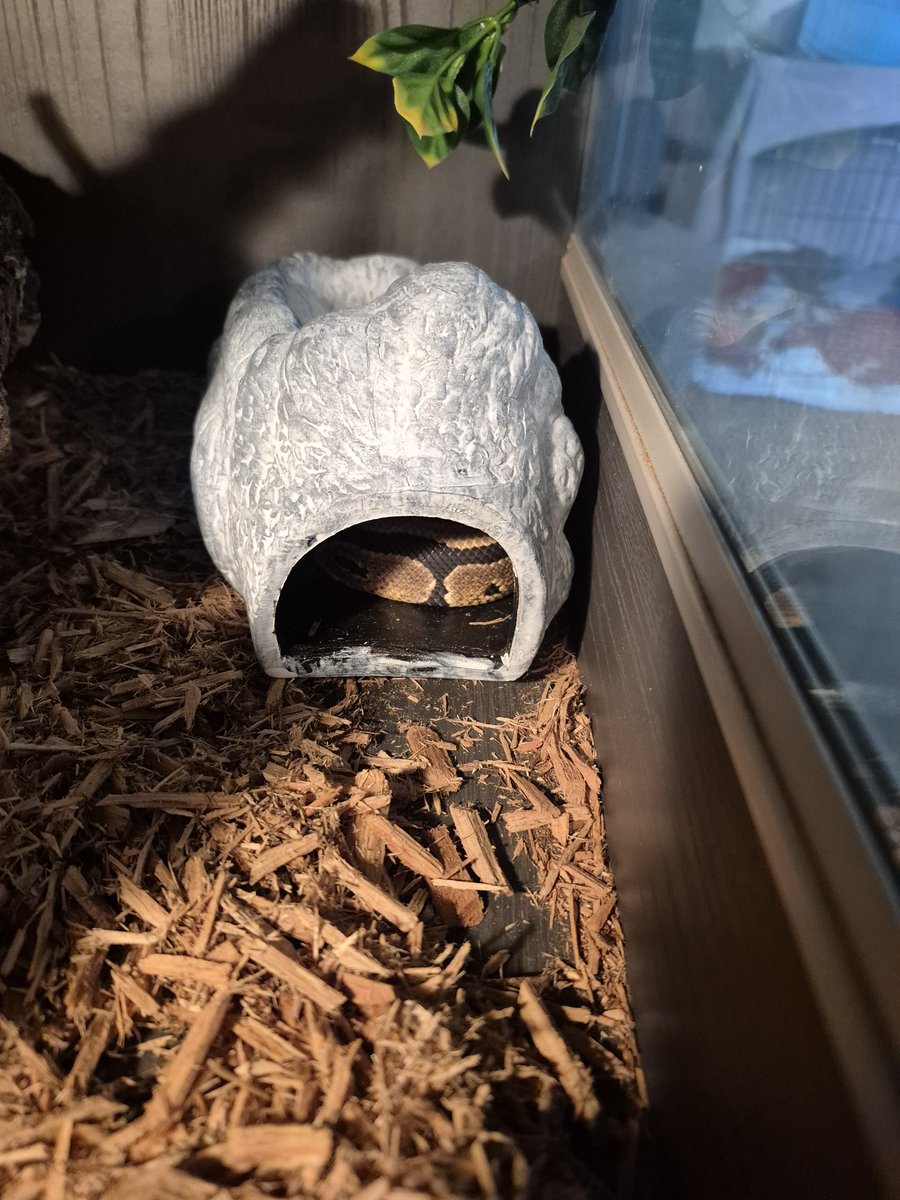 EmmaHal03082907's tweet photo. My new pet 🐍🥰 https://t.co/WDmKuhfLnK