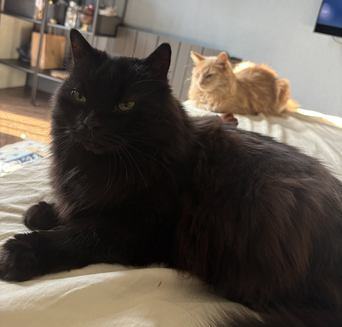 Произошла доставка двух пирогов прямо в постель