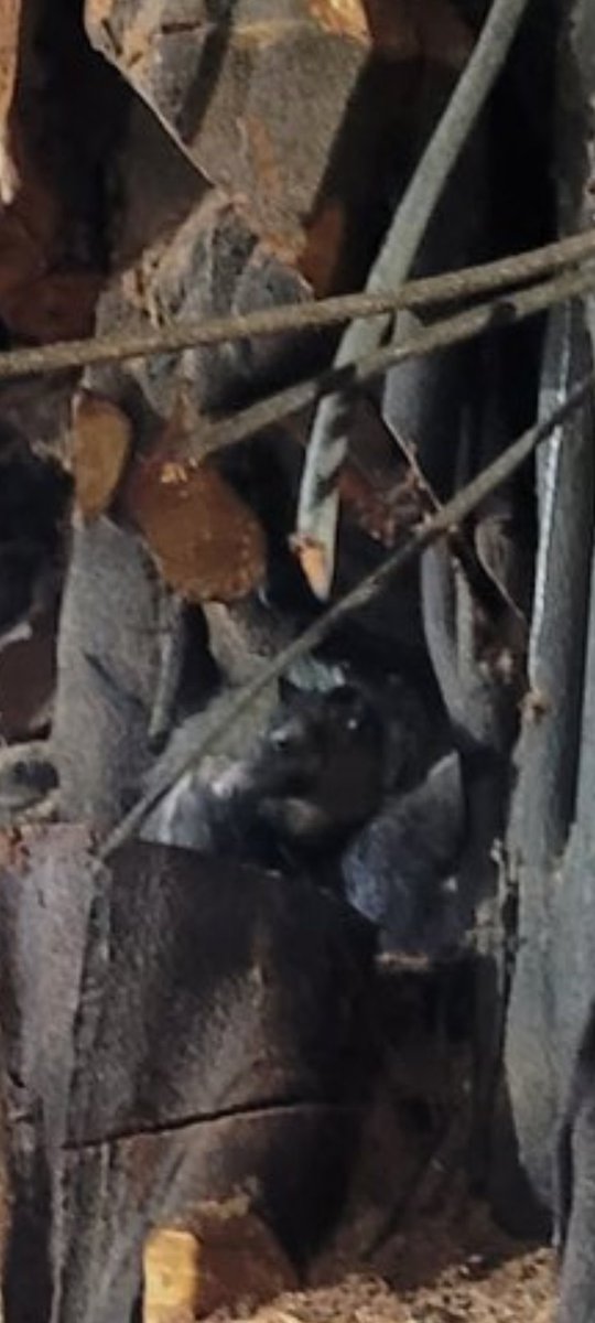 marcio4400's tweet photo. O desespero do bichinho sem ter pra onde subir foi de cortar o coração, tava fazendo alguns sons também que pareciam muito um lamento triste. https://t.co/dqY2KlWFN6